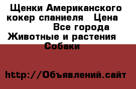 Щенки Американского кокер спаниеля › Цена ­ 15 000 - Все города Животные и растения » Собаки   